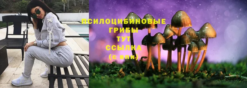 как найти закладки  Талдом  Галлюциногенные грибы Cubensis 